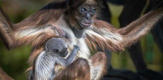 Affenbaby im Zoo von Barcelona geboren